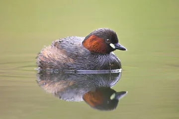 Little Grebe