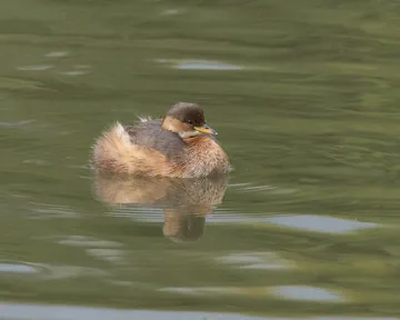 Little Grebe