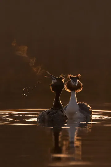 Great Crested Grebe