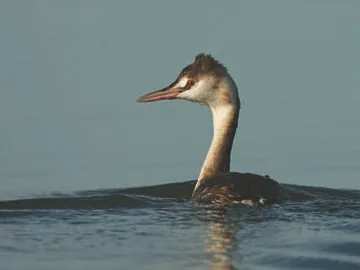 Great Crested Grebe