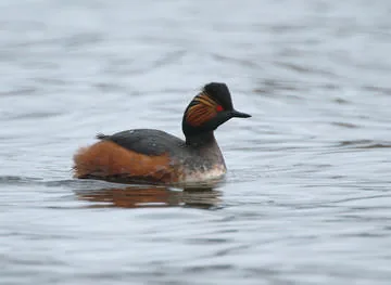 Black-necked Grebe