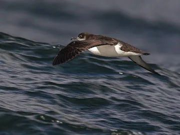 Manx Shearwater