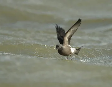 Leach’s Petrel