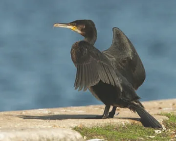 Cormorant
