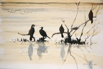 Cormorant