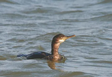 Shag