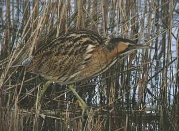 Bittern