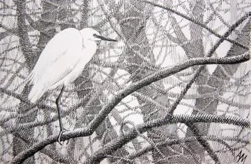 Little Egret