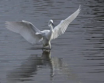 Little Egret