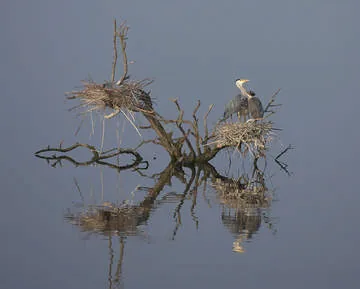 Grey Heron