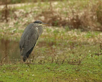 Grey Heron