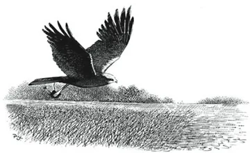Marsh Harrier