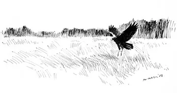 Marsh Harrier