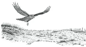Hen Harrier