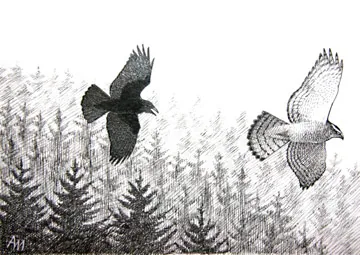 Goshawk