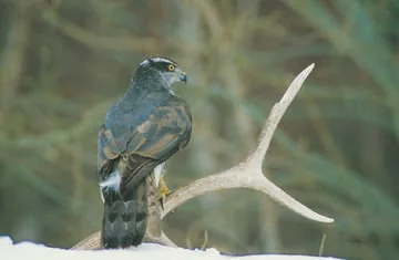 Goshawk