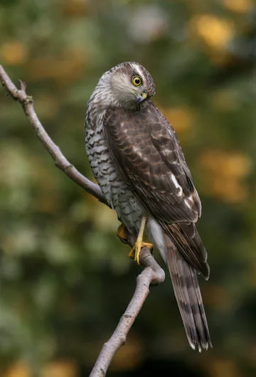 Sparrowhawk
