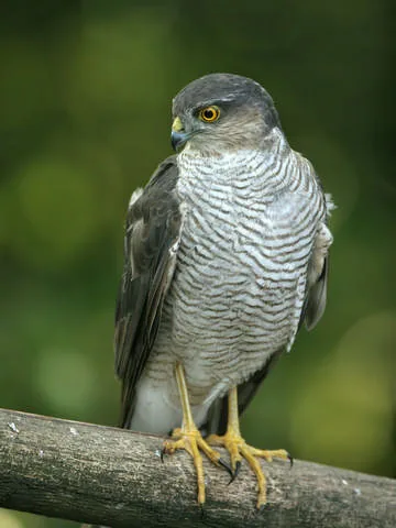 Sparrowhawk