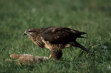Buzzard