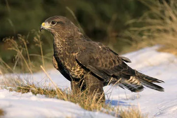 Buzzard