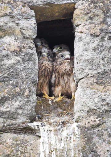 Kestrel