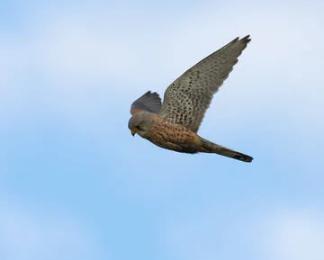 Kestrel
