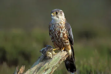Merlin