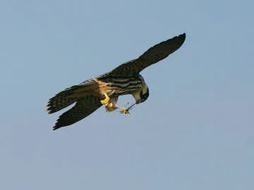 Hobby