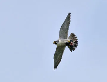 Peregrine
