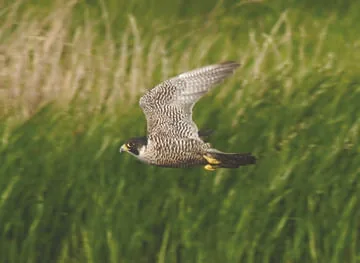 Peregrine