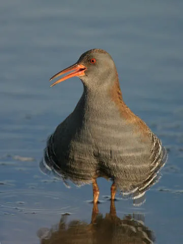 Water Rail