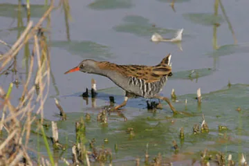 Water Rail
