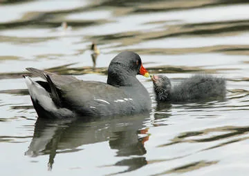 Moorhen