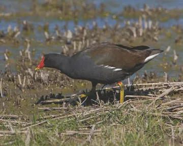 Moorhen