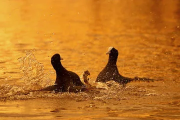 Coot