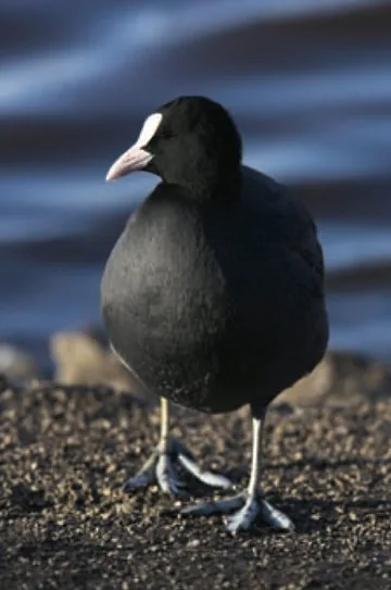 Coot