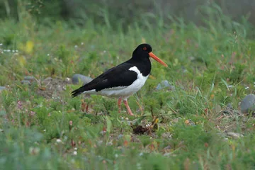Oystercatcher