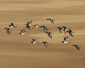 Oystercatcher