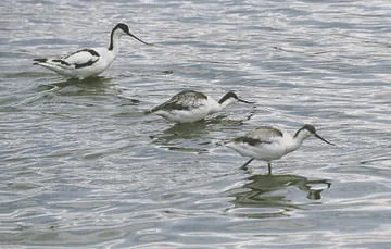 Avocet