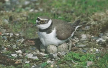 Little Ringed Plover