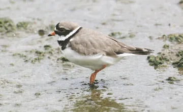 Ringed Plover
