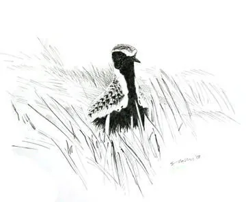 Golden Plover