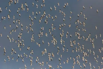 Golden Plover