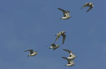 Grey Plover