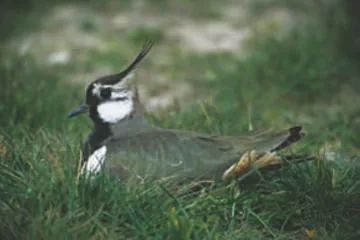 Lapwing