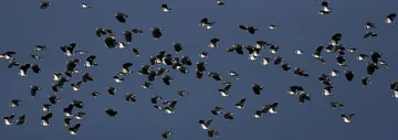 Lapwing