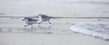 Sanderling