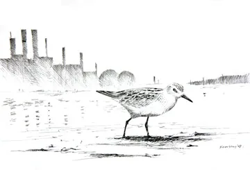 Little Stint