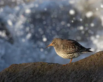 Purple Sandpiper