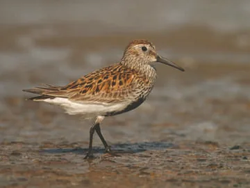 Dunlin